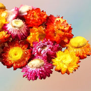 Dried Mix Flowers 50gm