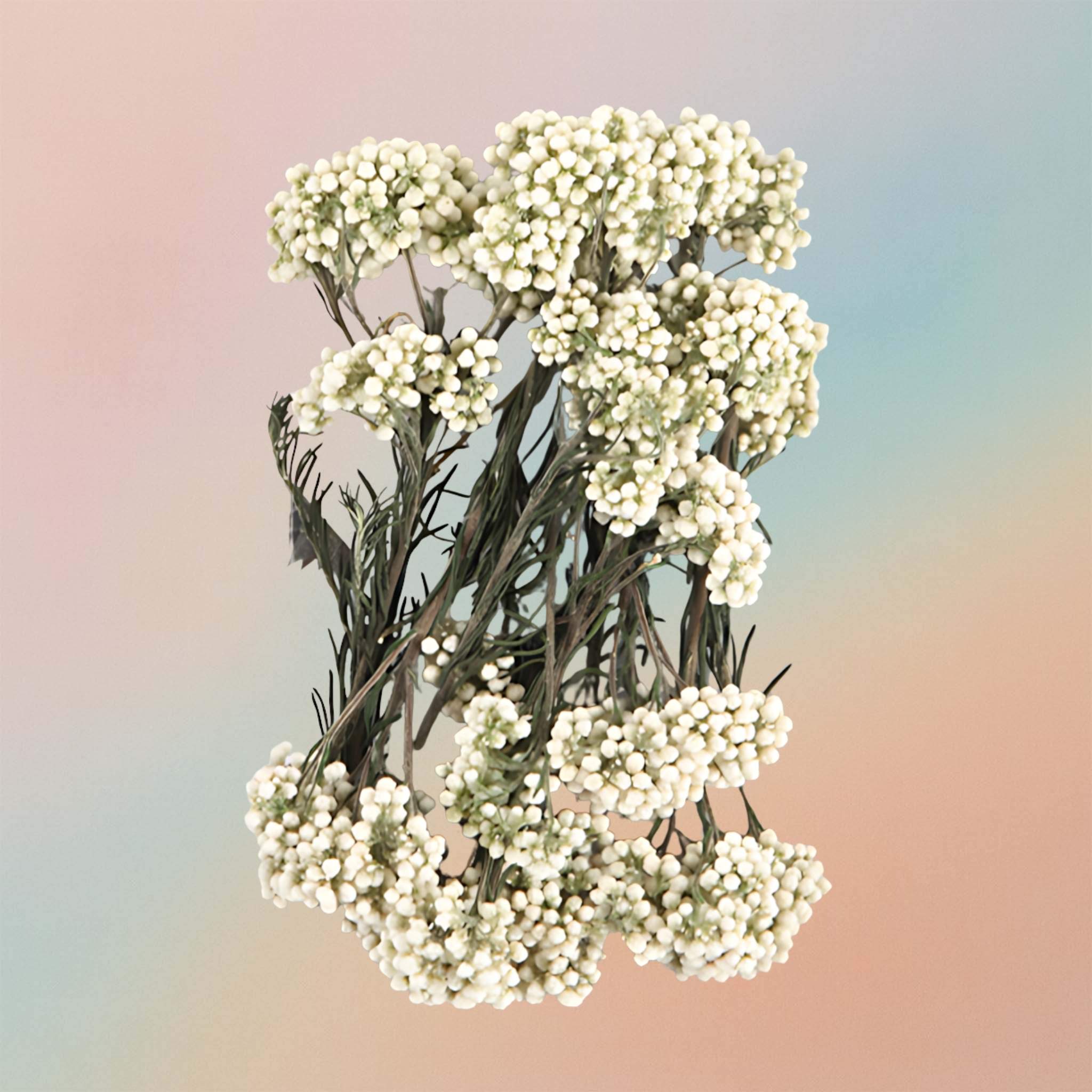 Dried Natural Preserved Botanicals Flowers