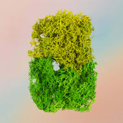 Dried Natural Preserved Box Of Sea Grass For Resin Art