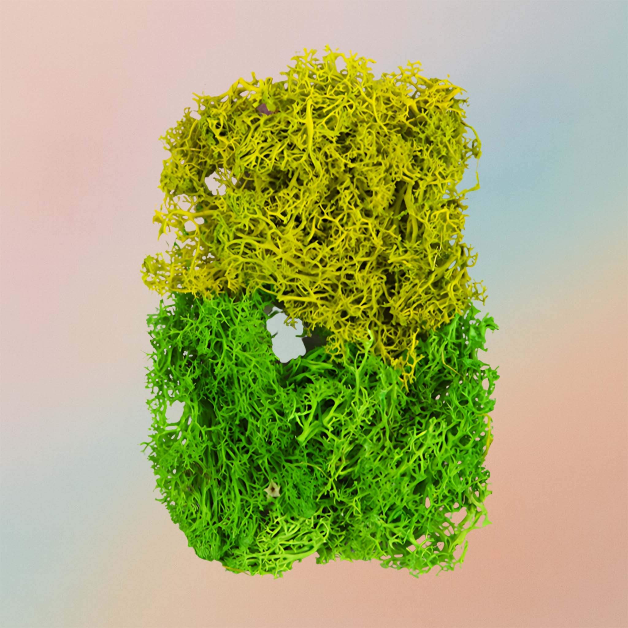 Dried Natural Preserved Box Of Sea Grass For Resin Art