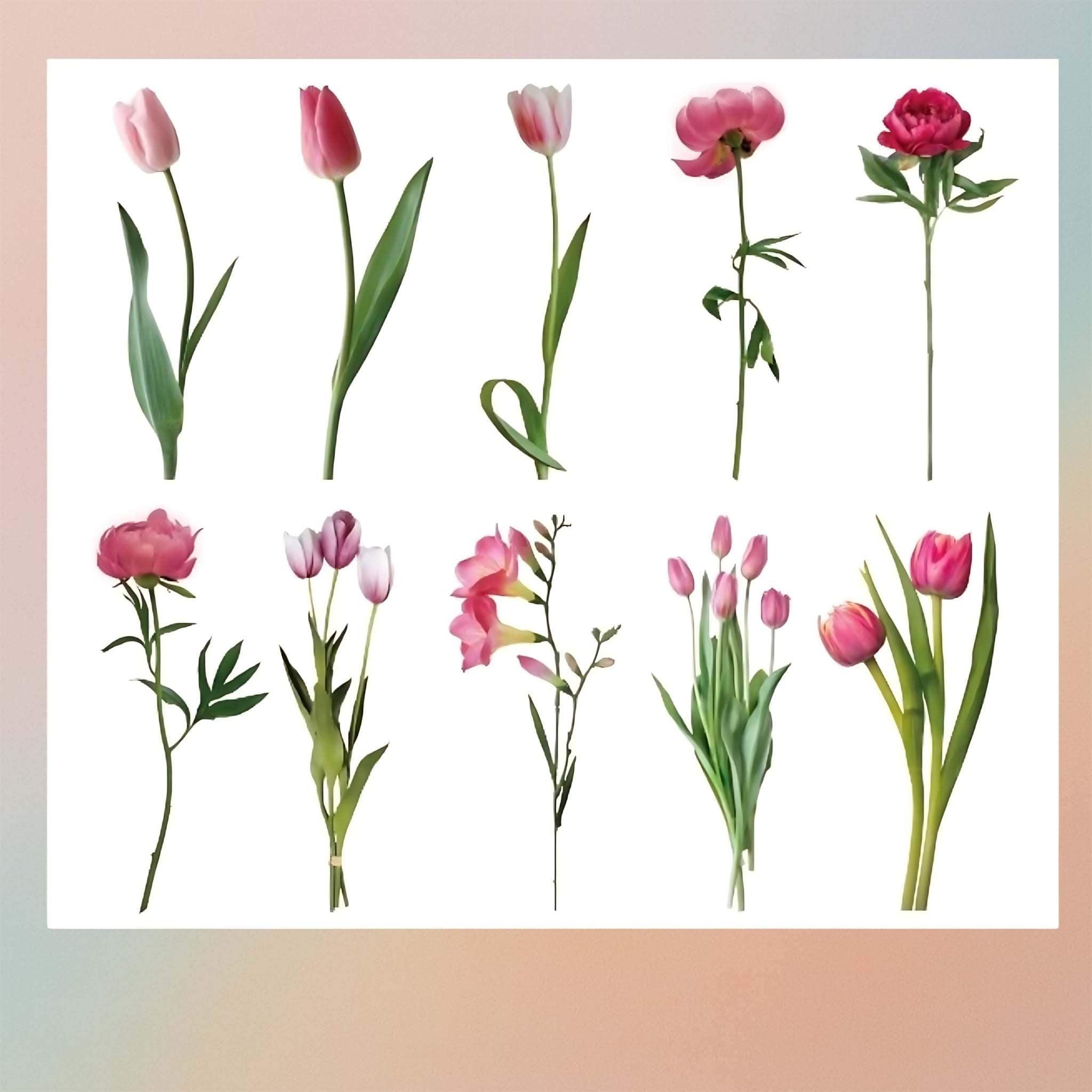 Maroon Tulips Insert Sheet