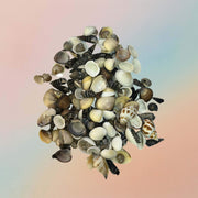 Mix Sea Shell