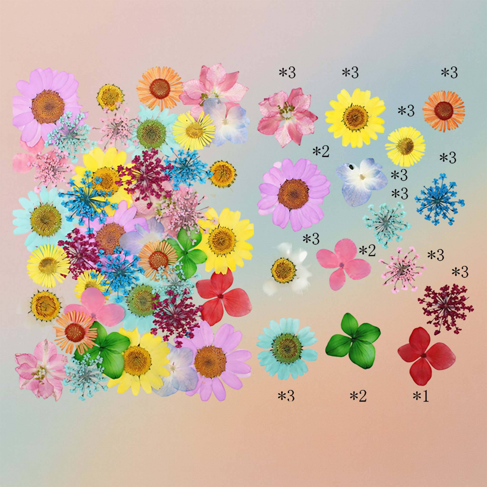 زهرة مضغوطة – F33