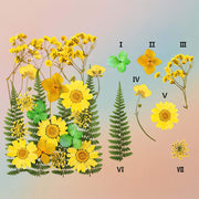 زهرة مضغوطة – F48