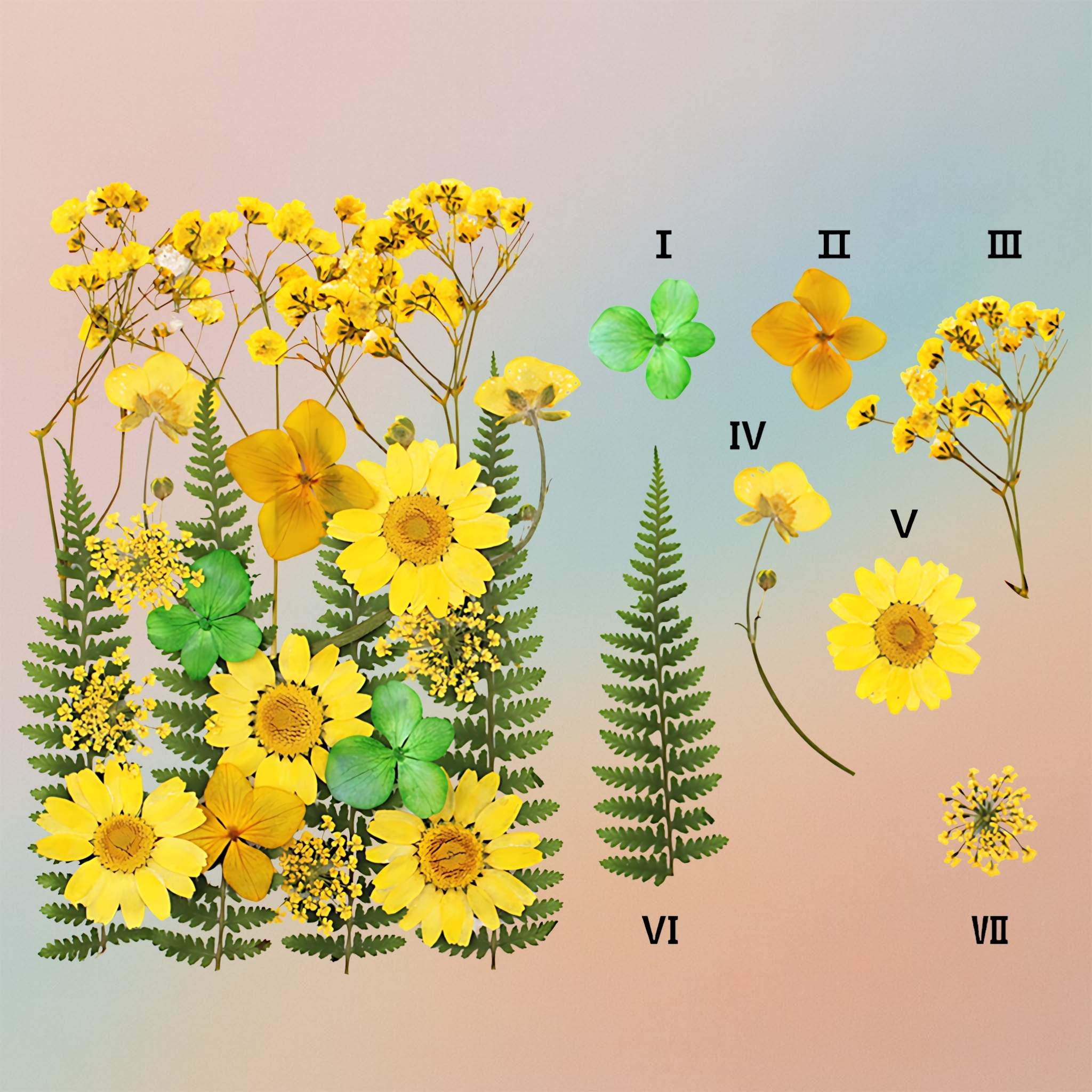 زهرة مضغوطة – F48