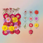 Pressed Flower – F64