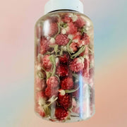 Red Gomphrena Dried Flower