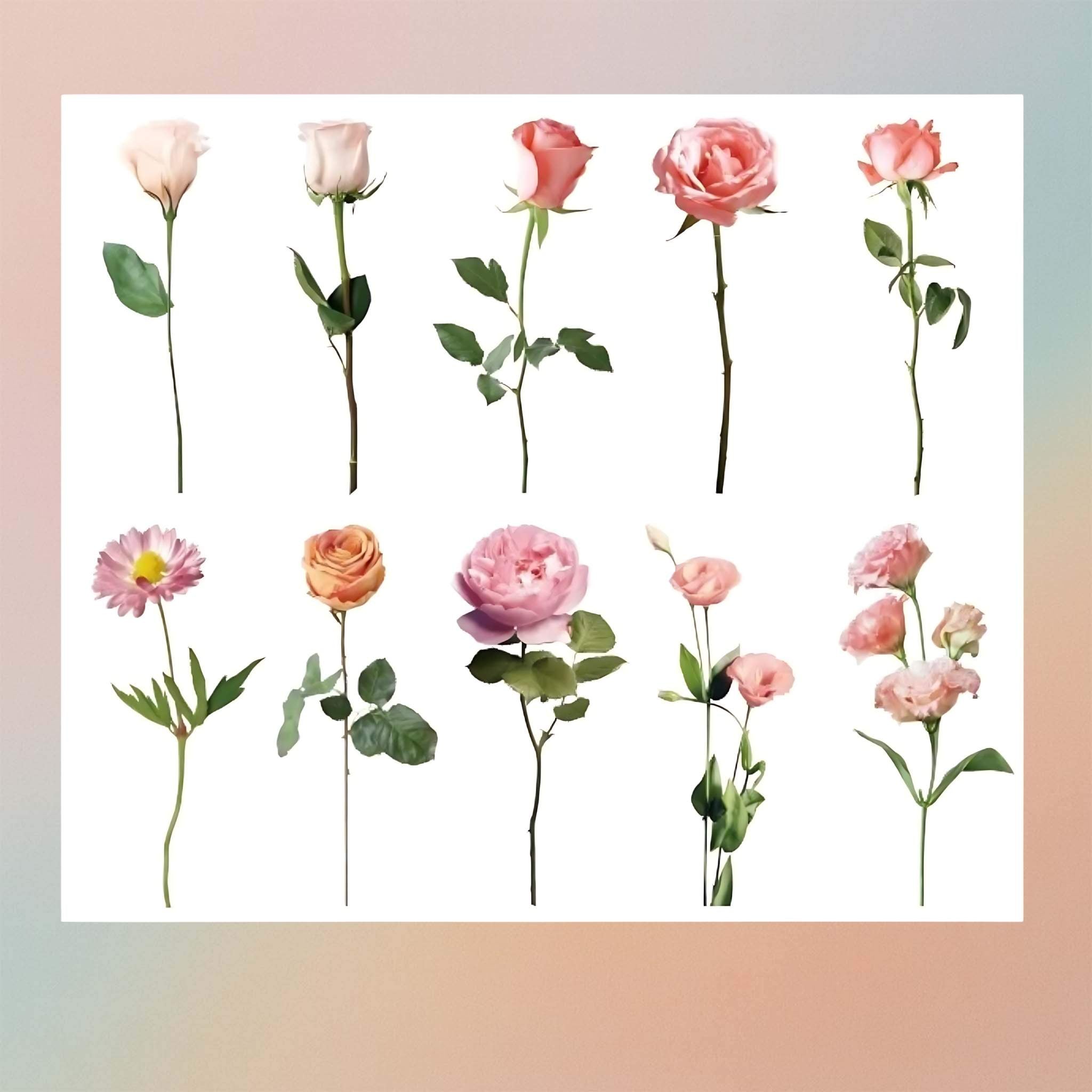 Red Roses Insert Sheet