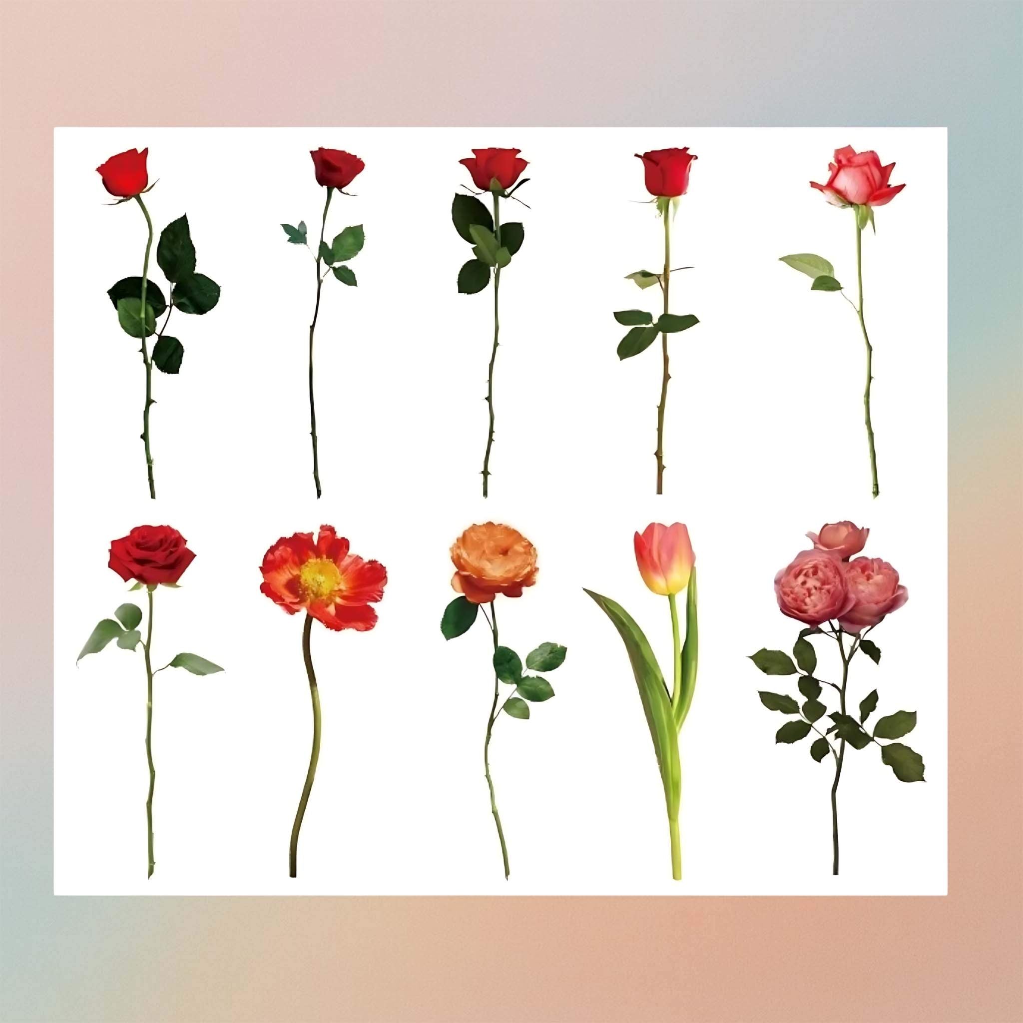 Red Tulips Insert Sheet