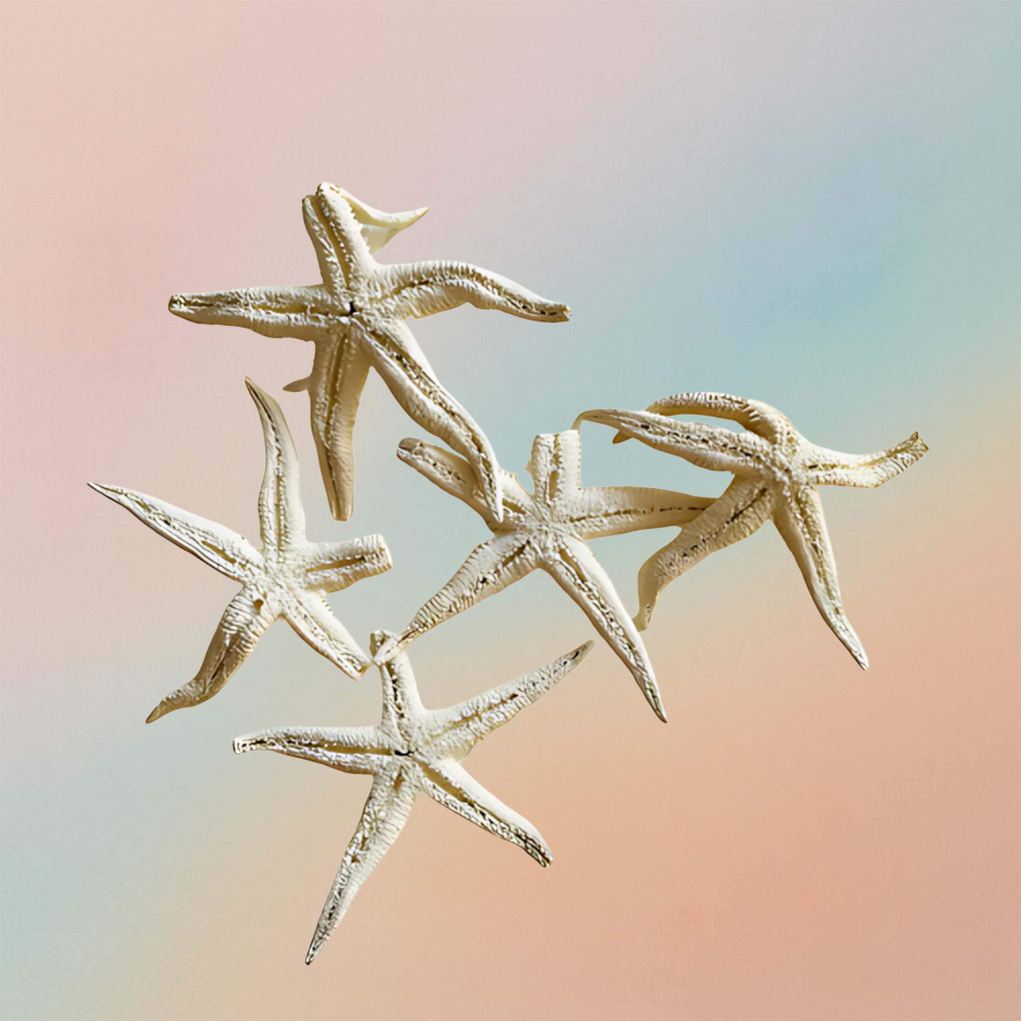 Small And Medium Star Fish (5)