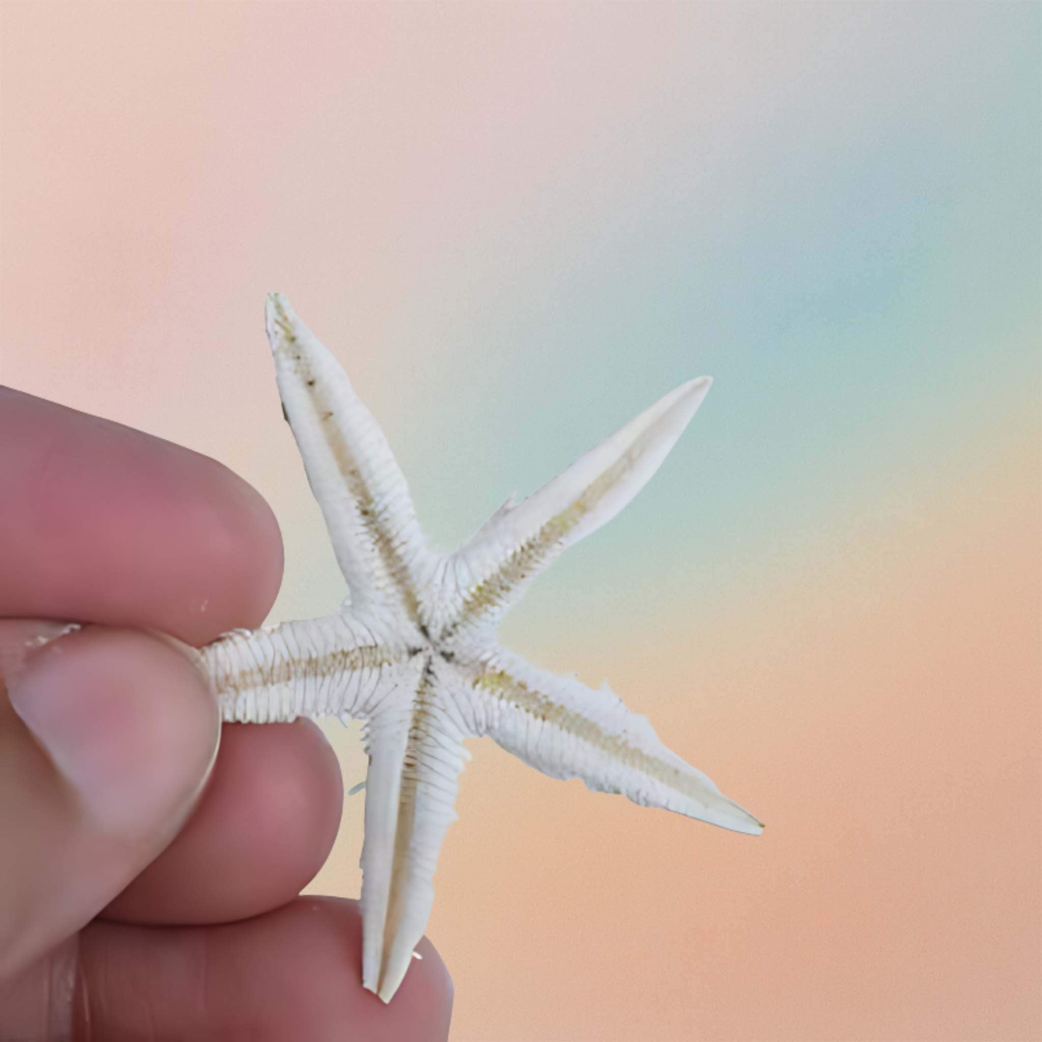 Small And Medium Star Fish (5)