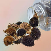 Sunflower Dried Head