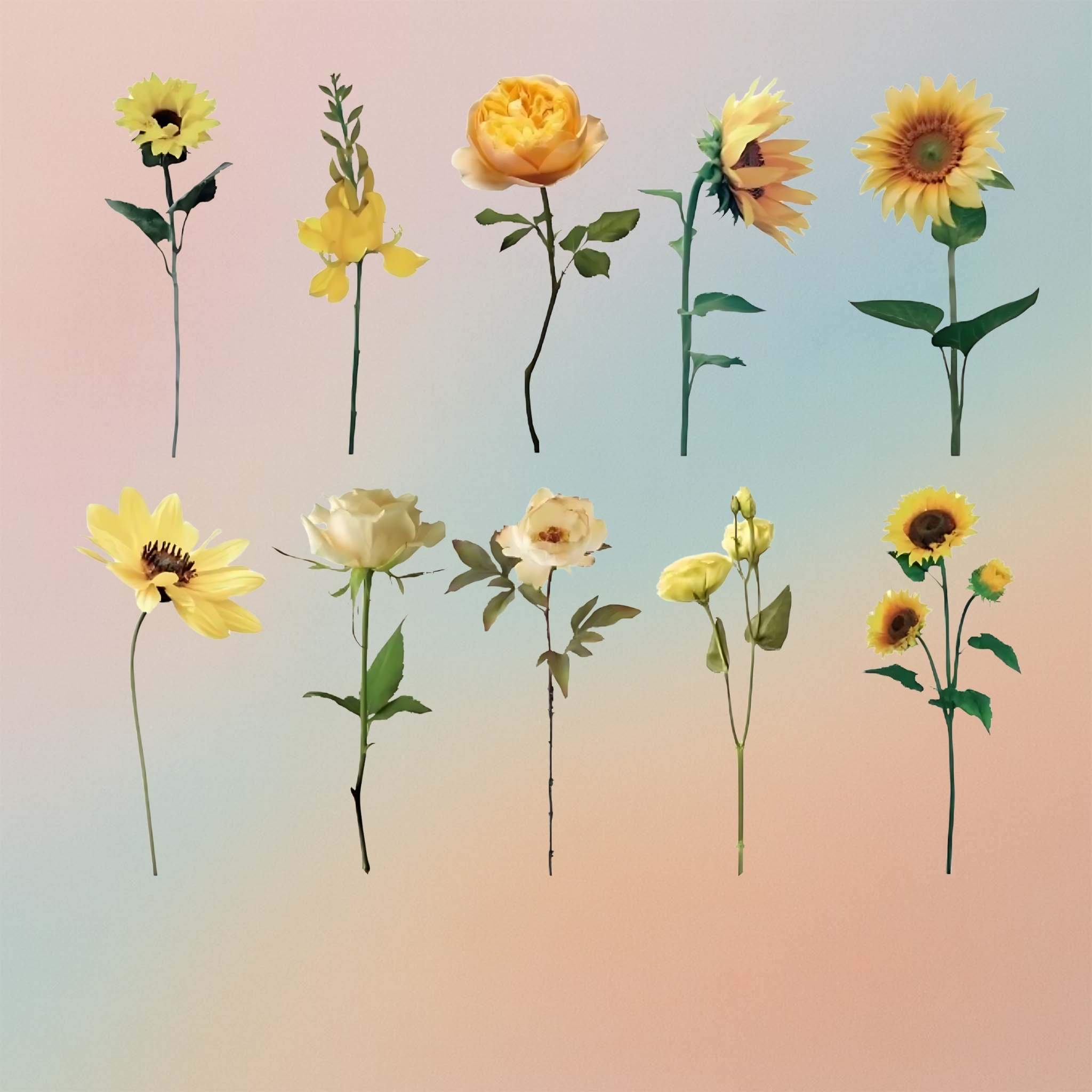 Sunflower Insert Sheet