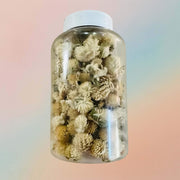 White Gomphrena Dried