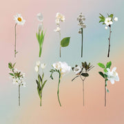 White Roses Insert Sheet