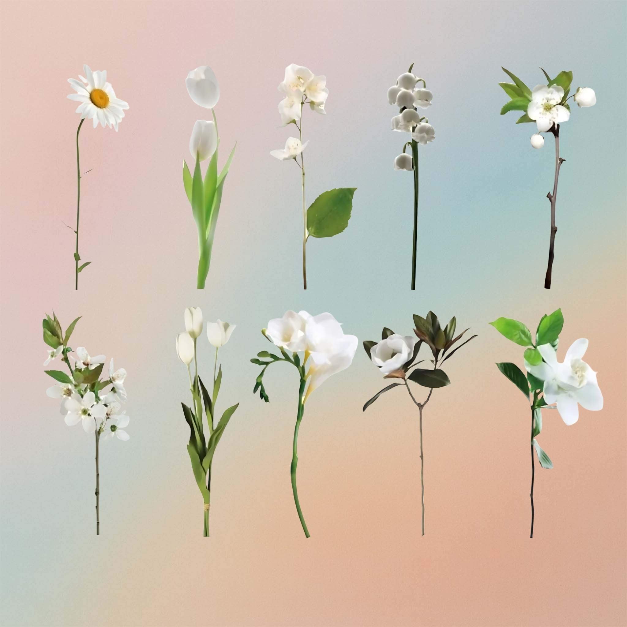 White Roses Insert Sheet