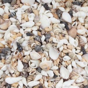 Mix Sea shell Style A for DIY Art Projects