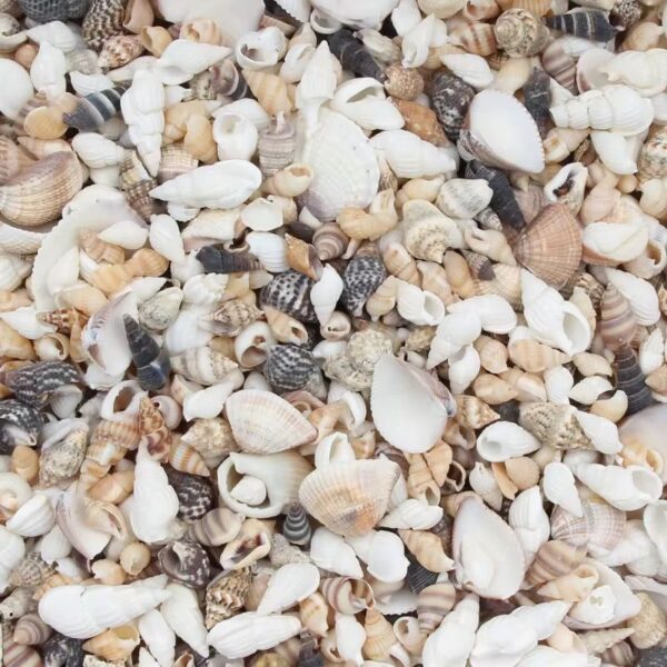 Mix Sea shell Style A for DIY Art Projects