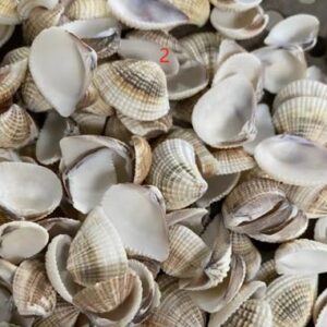 Natural SeaShell Scallop Shells Conch Sea shell for DIY Art projects